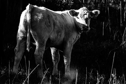 White Cow Calf Looking Backwards (Gray Photo)