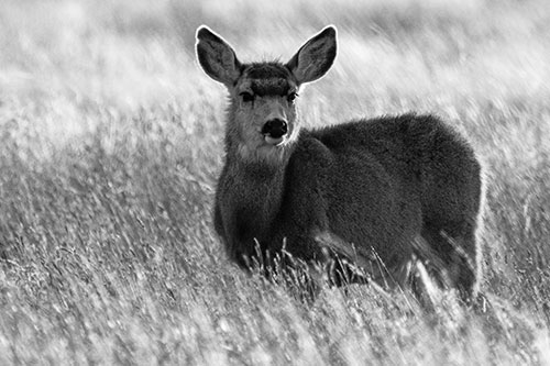 White Tailed Deer Leg Deep Among Grass (Gray Photo)