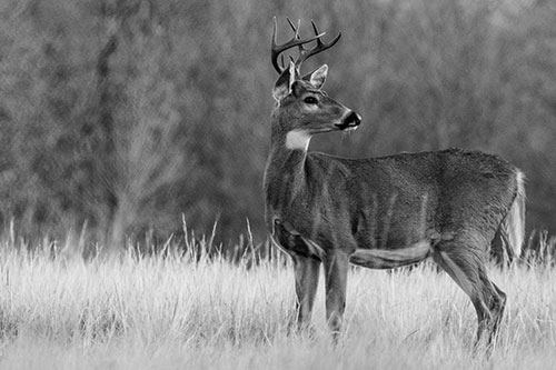White Tailed Deer Looking Back Towards Sunrise (Gray)