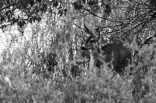 White Tailed Deer Looking Onwards Among Tall Grass (Gray Photo)