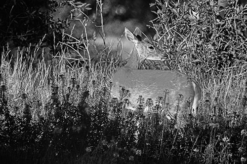 White Tailed Deer Looks Back Among Lily Nile Flowers (Gray Photo)