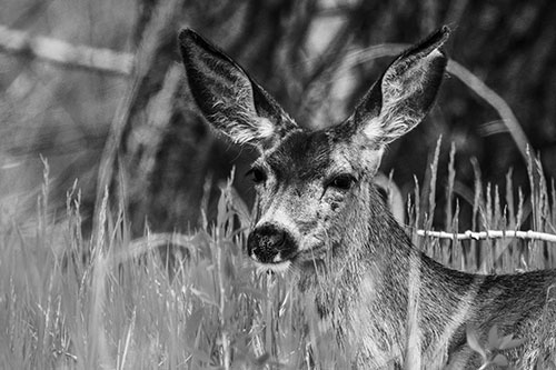 White Tailed Deer Sitting Among Tall Grass (Gray Photo)
