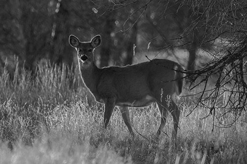 White Tailed Deer Spots Intruder Beside Dead Tree (Gray Photo)