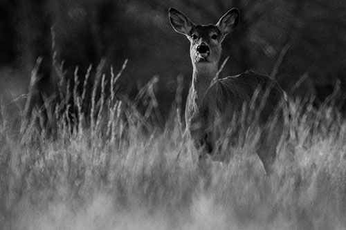 White Tailed Deer Stares Behind Feather Reed Grass (Gray Photo)