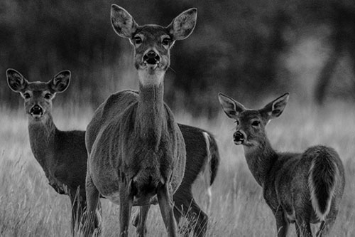 White Tailed Deer Trio Watch Among Wheatgrass (Gray)