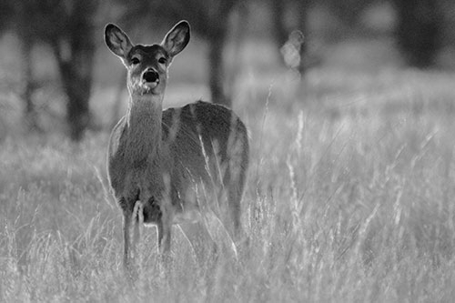 White Tailed Deer Watches With Anticipation (Gray Photo)