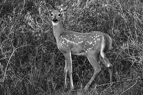 White Tailed Spotted Deer Stands Among Vegetation (Gray Photo)