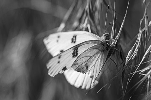 White Winged Butterfly Clings Grass Blades (Gray Photo)