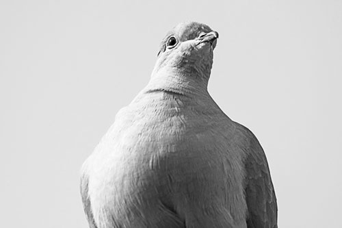 Wide Eyed Collared Dove Keeping Watch (Gray Photo)