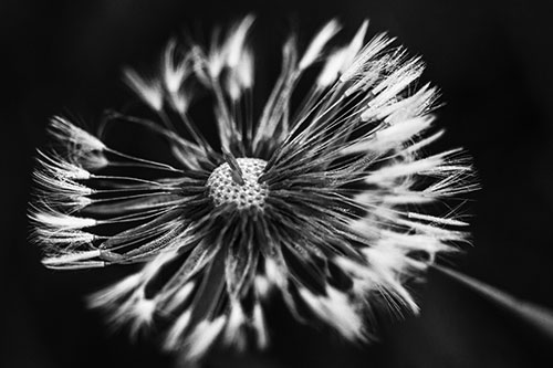 Wind Blowing Partial Puffed Dandelion (Gray Photo)