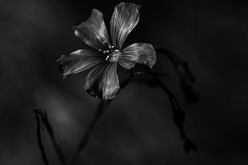Wind Shaking Flax Flower (Gray Photo)