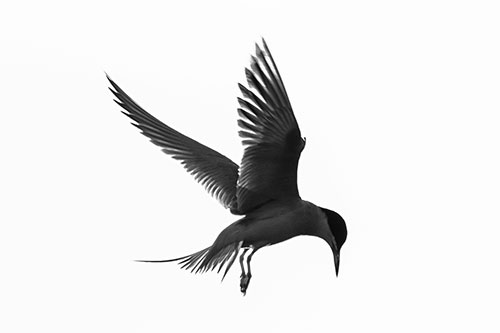 Wing Flapping Tern Eying For Fish Below (Gray)