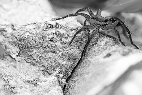 Wolf Spider Crawling Over Cracked Rock Crevice (Gray Photo)