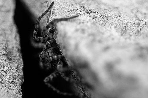 Wolf Spider Peeking Out Rock Crevice (Gray)