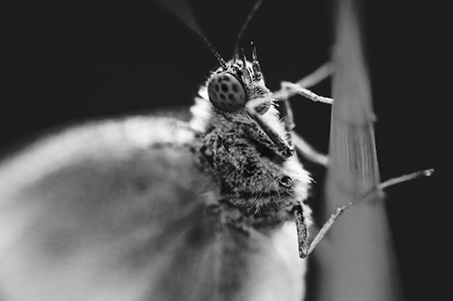 Wood White Butterfly Hugs Grass Blade (Gray Photo)