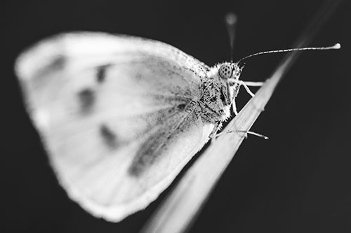 Wood White Butterfly Perched Atop Grass Blade (Gray Photo)