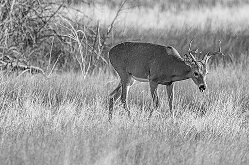Yawning White Tailed Deer Wanders Among Grass Prairie (Gray)