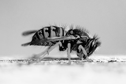 Yellowjacket Wasp Chewing Wood (Gray)
