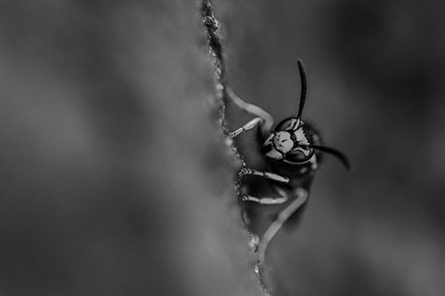 Yellowjacket Wasp Crawling Rock Vertically (Gray Photo)