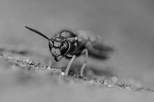 Yellowjacket Wasp Prepares For Flight (Gray Photo)