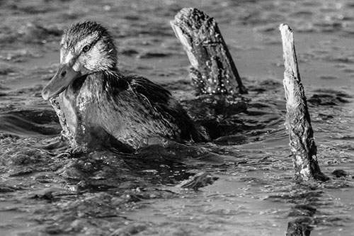 Young Mallard Duckling Playing Among Algae (Gray)