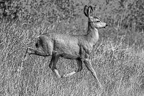 Young Mule Deer Galloping Across Grassland (Gray)