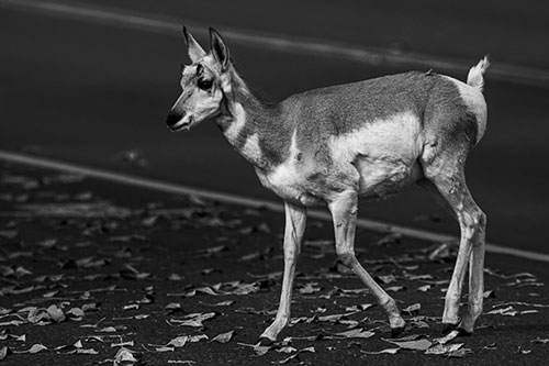 Young Pronghorn Crosses Leaf Covered Road (Gray Photo)