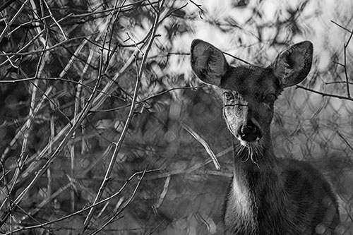 Young White Tailed Deer Watches Through Chain Link Fence (Gray)
