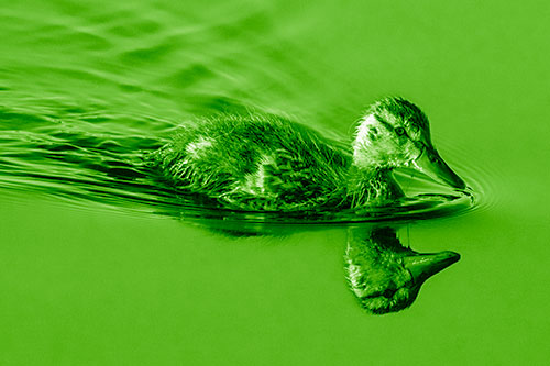 Aging Mallard Duckling Swimming Through Calm Water (Green Shade)