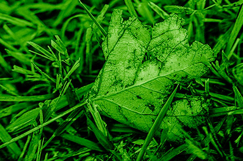 Agony Decaying Leaf Face Suffering Among Grass Blades (Green Shade)