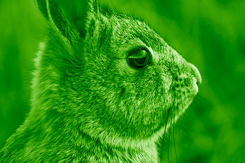 Alert Bunny Rabbit Detects Noise (Green Shade Photo)