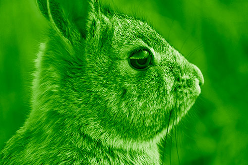 Alert Bunny Rabbit Detects Noise (Green Shade)
