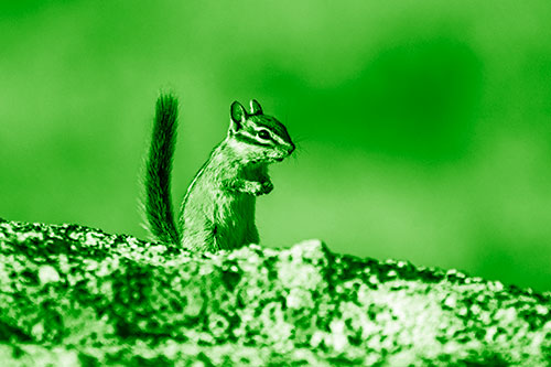 Alert Chipmunk Extending Tail Upwards (Green Shade)