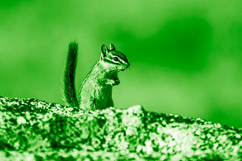 Alert Chipmunk Extending Tail Upwards (Green Shade Photo)