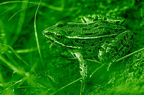 Alert Leopard Frog Prepares To Pounce (Green Shade Photo)