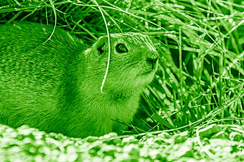 Alert Prairie Dog Watches Among Grass Blades (Green Shade Photo)