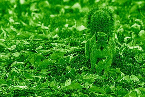 Alert Squirrel Freezes Among Fall Leaves (Green Shade)