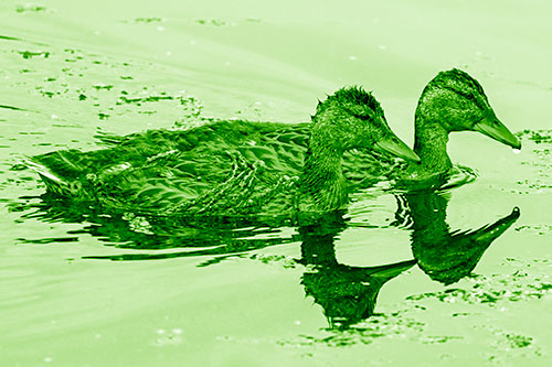Algae Coated Female Mallard Ducks Swimming In Unison (Green Shade Photo)