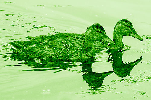Algae Coated Female Mallard Ducks Swimming In Unison (Green Shade)