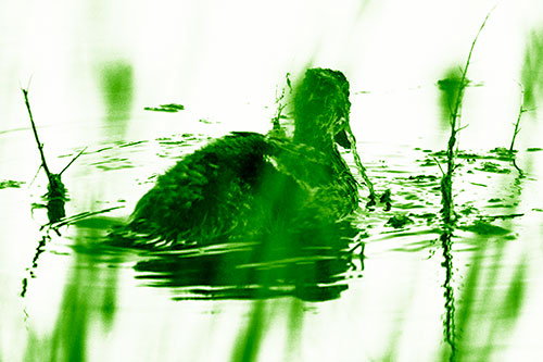 Algae Covered Loch Ness Mallard Monster Duck (Green Shade Photo)