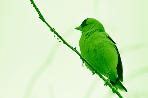American Goldfinch Perched Along Slanted Branch (Green Shade)