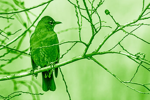American Robin Looking Sideways Among Twisting Tree Branches (Green Shade Photo)