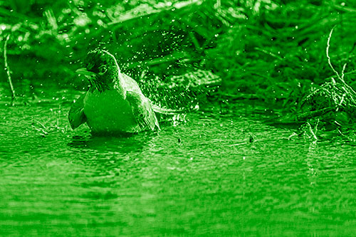 American Robin Splashing River Water (Green Shade Photo)
