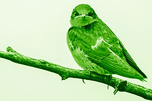 Angry Barn Swallow Looking Backwards (Green Shade)
