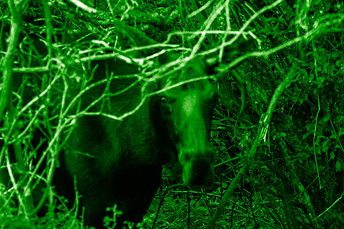 Angry Faced Moose Behind Tree Branches (Green Shade Photo)