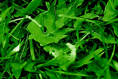 Angry Rotting Triangular Leaf Face (Green Shade)