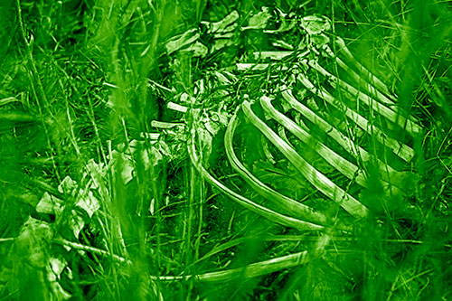 Animal Skeleton Remains Resting Beyond Plants (Green Shade)