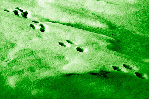 Animal Snow Footprint Trail (Green Shade Photo)