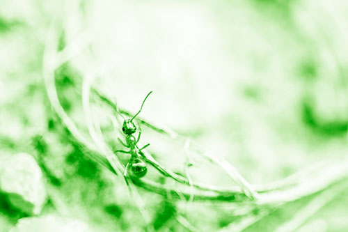 Ant Celebrating On A Curved Stick (Green Shade Photo)