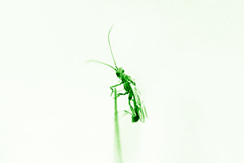 Ant Clinging Atop Piece Of Grass (Green Shade Photo)